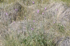 Sidalcea sparsifolia