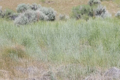 Thinopyrum intermedium intermedium