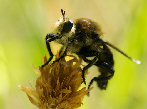 iNaturalist observation photo of Western Yellow-backed Laphria
