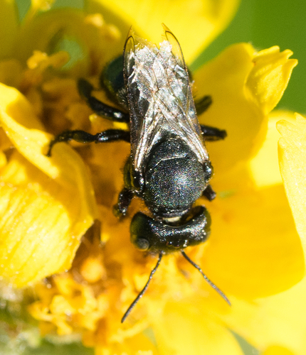 iNaturalist observation photo of Mason Bees