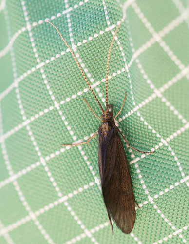 iNaturalist observation photo of Caddisflies