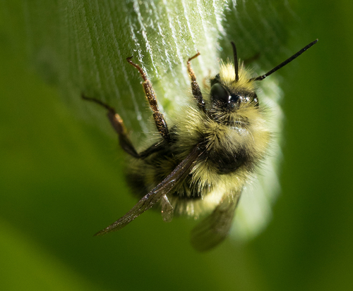 iNaturalist observation photo of Pyrobombus
