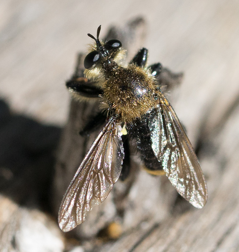 iNaturalist observation photo of Bee-mimic Robber Flies