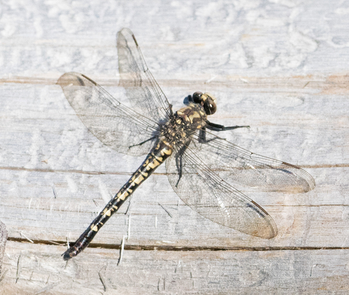 iNaturalist observation photo of Black Petaltail