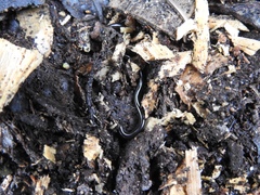 Indotyphlops braminus