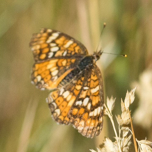 iNaturalist observation photo of California Crescent