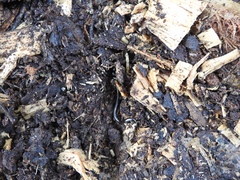 Indotyphlops braminus