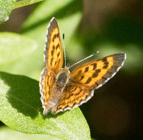 iNaturalist observation photo of Mariposa Copper