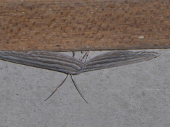 Acropteris rectinervata