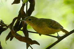White-Flanked Antwren photo 5
