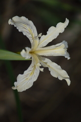 Iris tenuissima