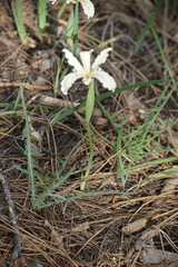 Iris tenuissima