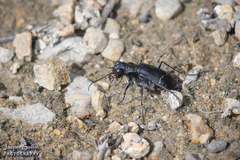 Cicindela nebraskana