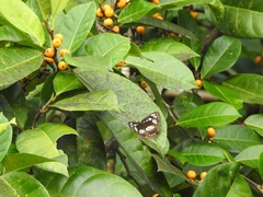 Phaedyma fissizonata