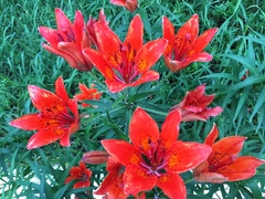 Lilium pensylvanicum