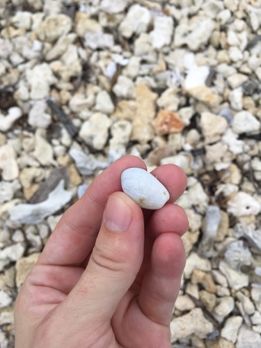 Bulla occidentalis
