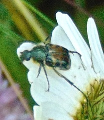 Trichiotinus viridans