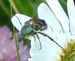 Trichiotinus viridans