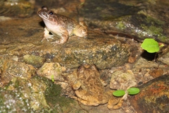 Quasipaa exilispinosa