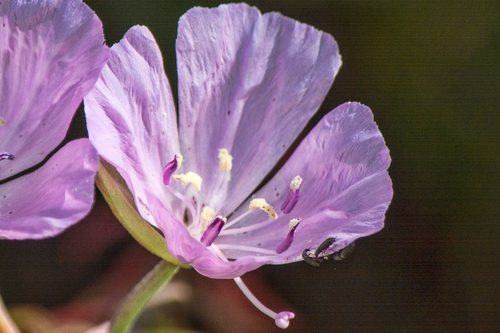 Clarkia