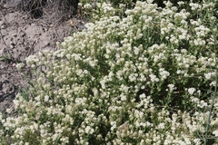 Lepidium appelianum