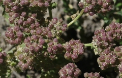 Lepidium appelianum