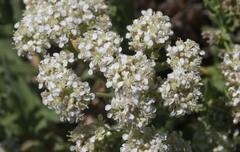 Lepidium appelianum