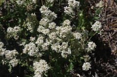 Lepidium appelianum