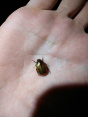 Callistethus marginatus