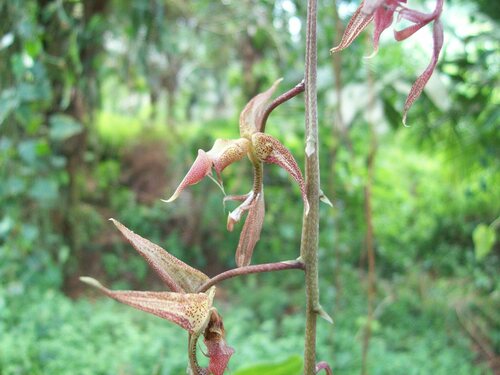 Gongora gibba