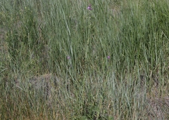 Sidalcea sparsifolia