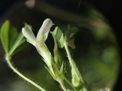 Trifolium monanthum