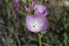 Sidalcea sparsifolia