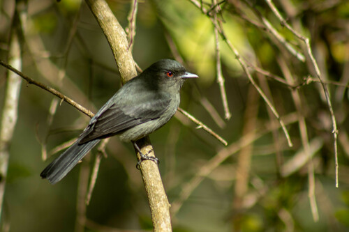 Plumbeous Tyrant (Knipolegus cabanisi), photo 6