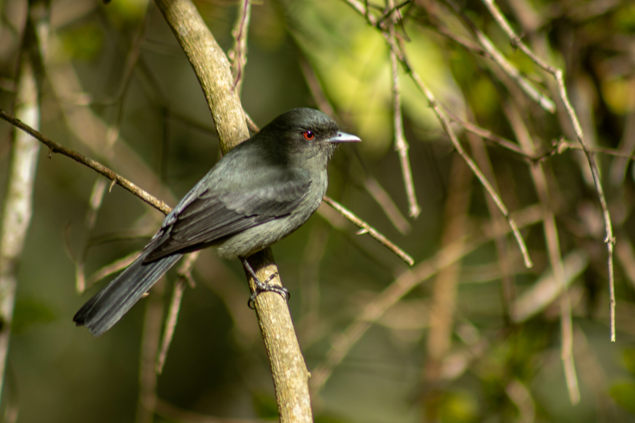 Plumbeous Tyrant (Knipolegus cabanisi), photo 6