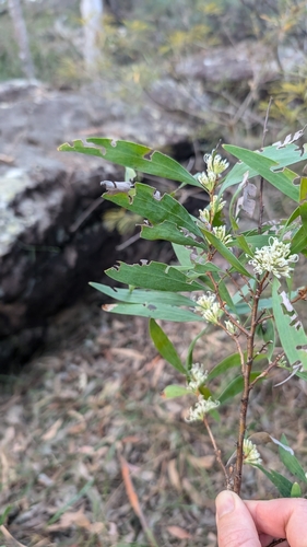 Image of Hakea florulenta by no rights reserved