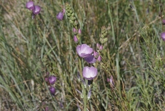 Sidalcea sparsifolia