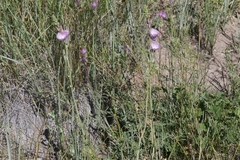 Sidalcea sparsifolia