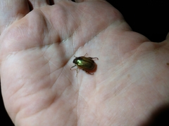 Callistethus marginatus