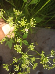 Pseudocneorhinus obesus