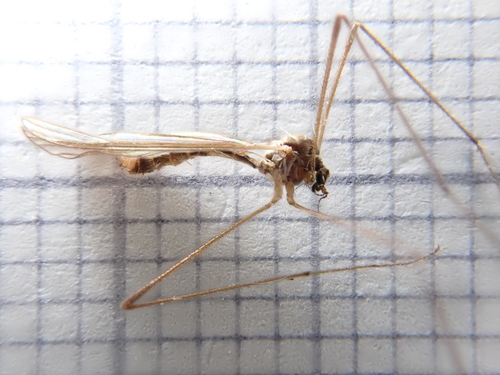 Dicranophragma nemorale