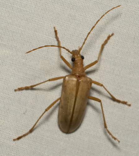 iNaturalist observation photo of Yellow Douglas-fir Borer