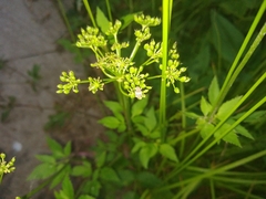 Pseudocneorhinus obesus