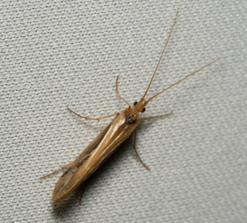 iNaturalist observation photo of Caddisflies