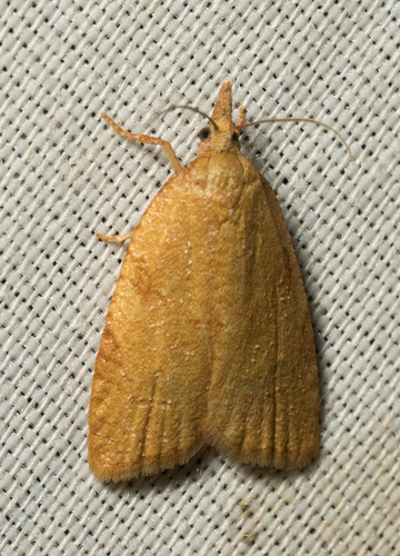 iNaturalist observation photo of Sparganothini
