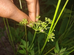 Pseudocneorhinus obesus