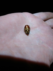 Callistethus marginatus