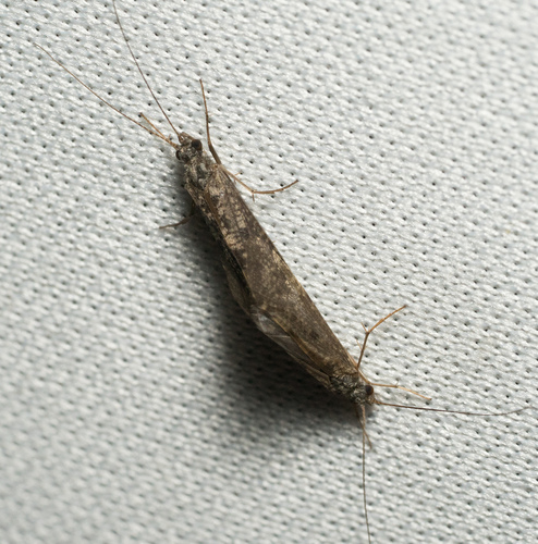 iNaturalist observation photo of Caddisflies