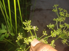 Pseudocneorhinus obesus