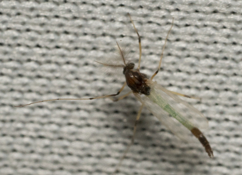 iNaturalist observation photo of Microtendipes caducus